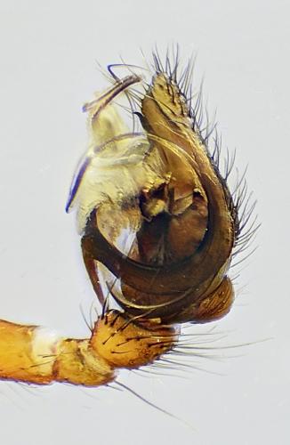 Réf. 213 316 : Frontinellina frutetorum